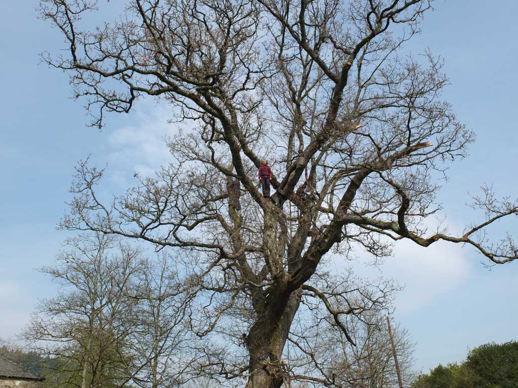 Migrations - Calling Tree rehearsals